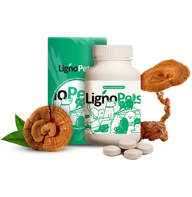 banner-product-presentation